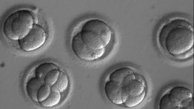 Enthousiaste reacties: menselijk embryo bevrijd van erfelijke ziekte
