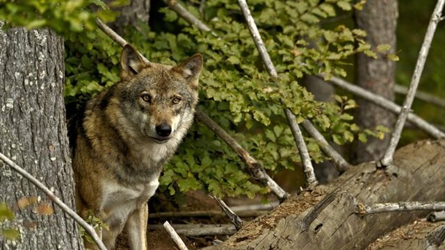Wolvengehuil in Nederland primeur