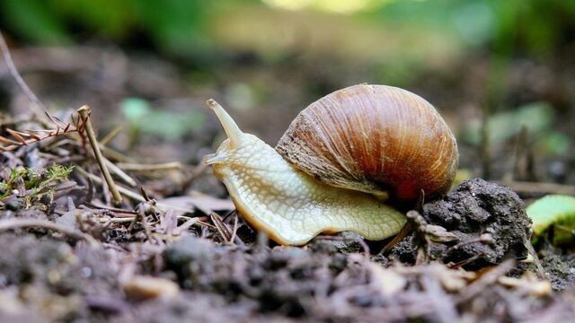 Radar Helpt #38: Zo haal jij slakken uit je moestuin