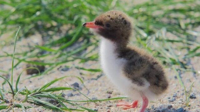 Nieuwe bewoners op het Marker Wad