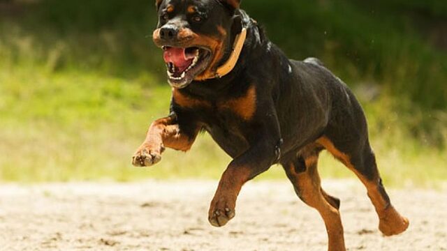Specialist: ‘Honden vallen nooit zonder reden iemand aan’