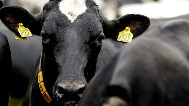Minder eiwitrijk veevoer: 'Dit brengt dierengezondheid in geding'