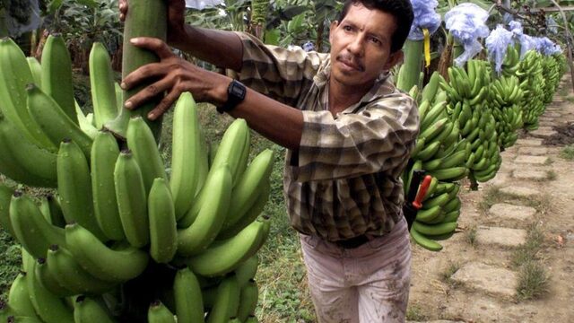 Colombia vervolgt Chiquita's bananenbazen
