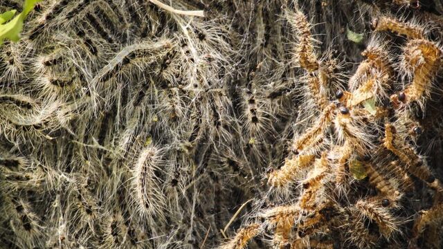 Minder wegzuigen, andere bomen, meer natuurlijke vijanden: de strijd tegen de eikenprocessierups