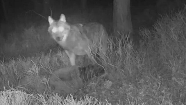 Eerste beelden van wolvenslachtoffer te zien