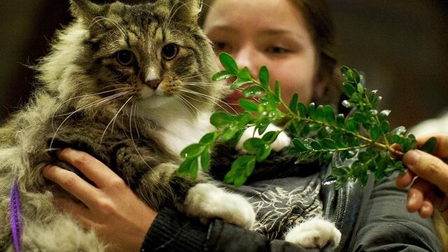 Podcast De Dag: waarom we vandaag geen dierendag moeten vieren