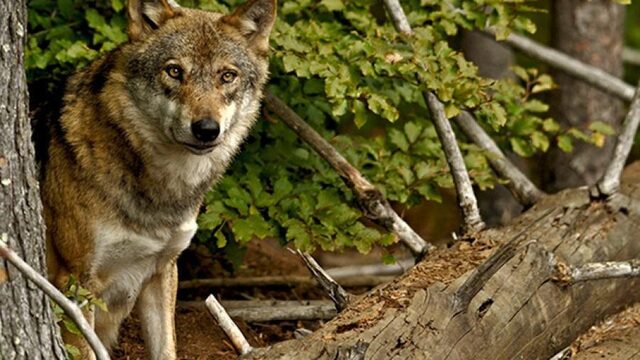 Wolf in Nederland: liever kwijt dan rijk?