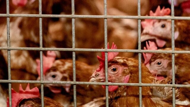 'De enige weg uit deze chaos van dierenleed, is dat we niet meer egocentrisch moeten zijn'