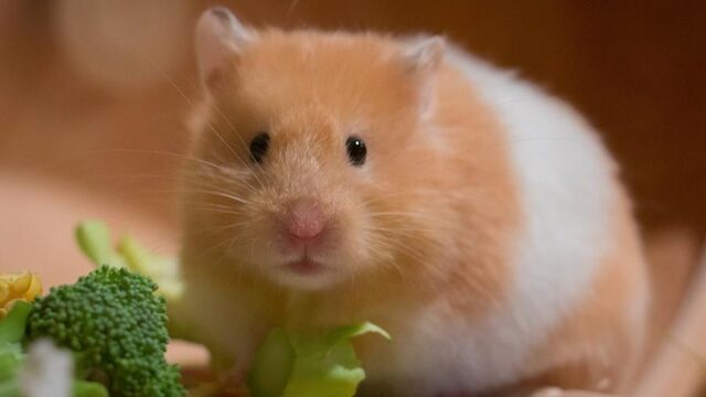 Hamsters helpen om oorzaken van chronische coronaklachten te vinden