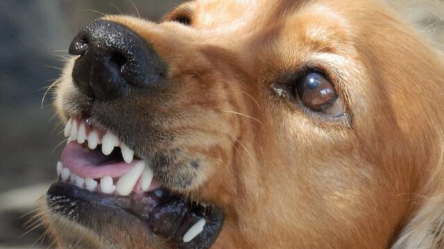 Een kind wordt nu door een hond gebeten. Wat te doen?