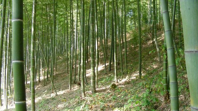 Bamboe is het bouwmateriaal voor een duurzame toekomst