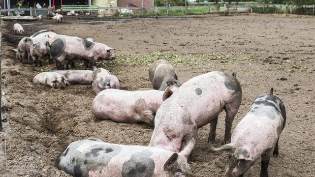 Kabinet wil klimaatbos om stikstofuitstoot tegen te gaan