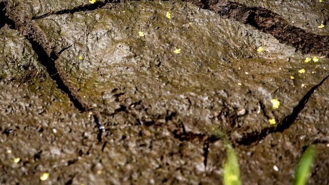 Hoe ernstig tast de droogte onze land- en tuinbouw aan?