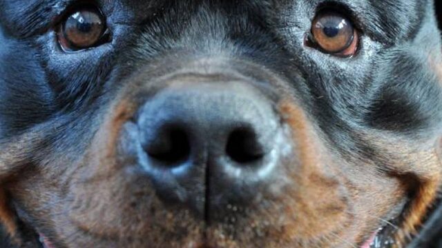 Stand.nl: Er ligt een beestachtig goed pakket aan maatregelen om het dierenwelzijn te verbeteren.