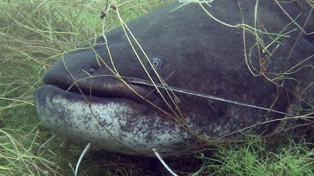 Meerval bezig aan flinke opmars: plaag of niet?
