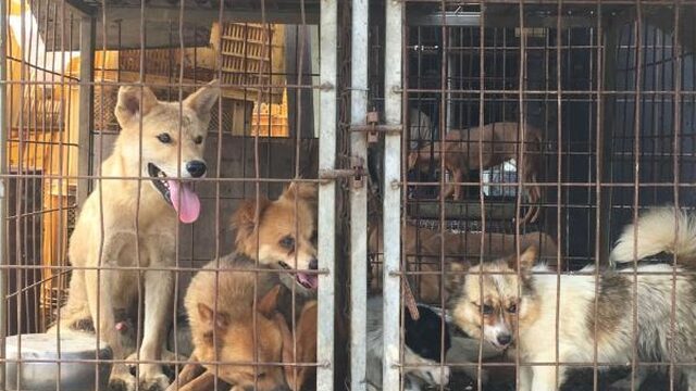 Seoul: honden worden gefokt om te eten