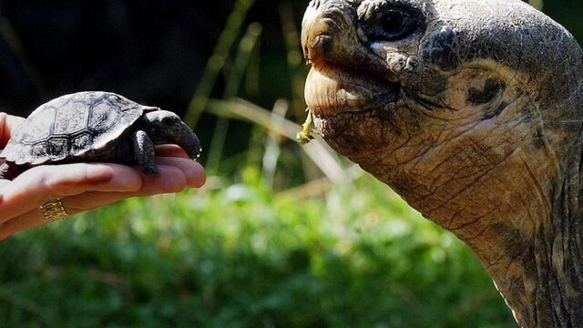 Moet je zo oud willen worden als een schildpad?