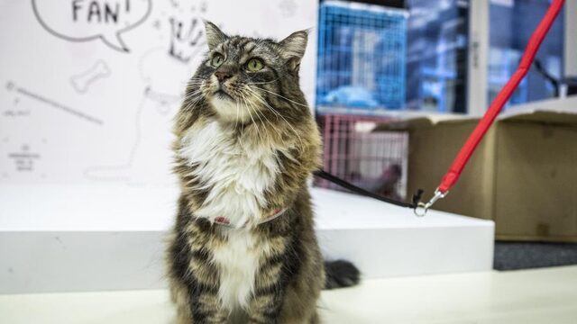 De ultieme feelgood-kattenfilm: Poeslief