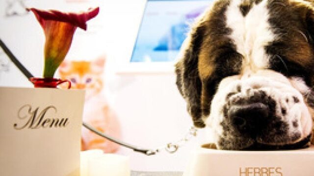 Ook kat en hond ervaren economische bloei, met prosecco en rosé