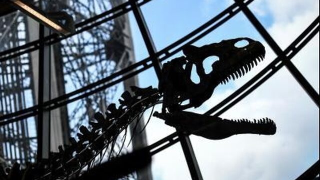 'Dino-skelet leuk voor biljartkamer, maar wat heeft wetenschap daaraan?'