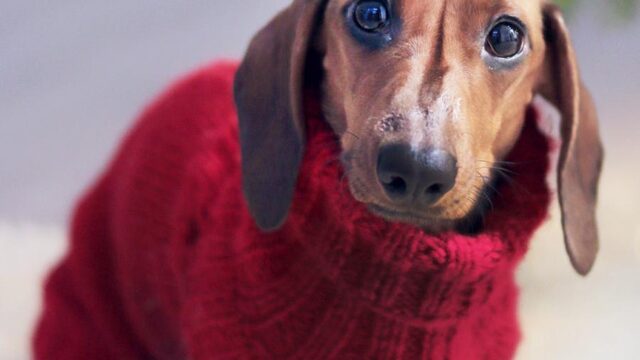 Doorgeslagen dierenliefde: van prinsessenjurk tot kerstpakjes