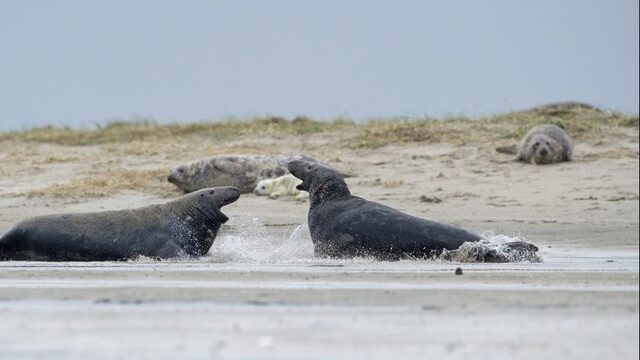 'Bij een natuurdocu hoort heel veel drama'