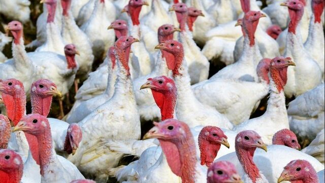 Schoolreisje naar extreem uitstotende kalkoenfarm