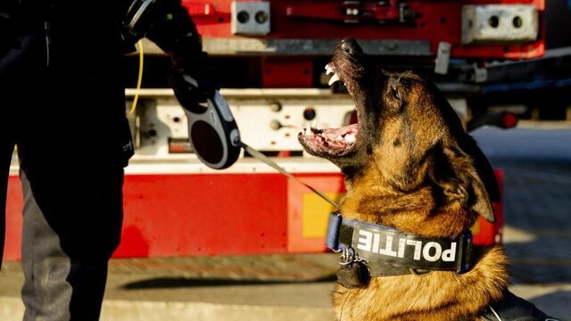 Stroomhalsbanden bij honden vanaf volgend jaar verboden