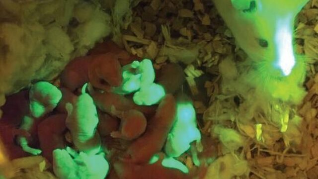 Eierstokken uit de 3D-printer: Nu bij muizen, straks bij mensen?