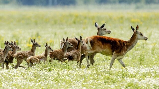 Afschieten herten Oostvaardersplassen: 'Het gaat alle perken te buiten'