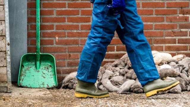 Worden nertsenfokkers voorgetrokken?