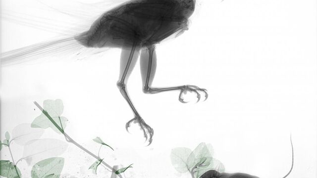 Dit is waarom je dieren ook eens van binnen moet zien!