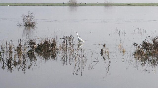 Waar vluchten dieren naartoe met hoog water?