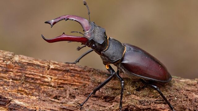 Zoek mee naar deze imposante kever