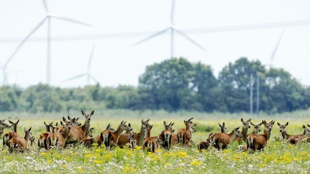Werkt het afschieten van edelherten juist averechts?