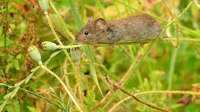 De Friese veldmuizen: plaag of lopend buffet?