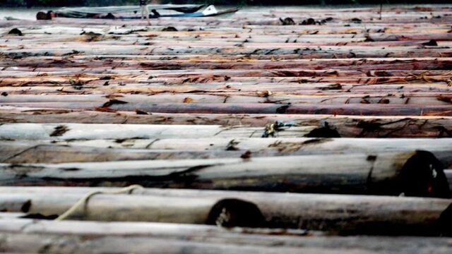 Hoe het Nederlandse Kadaster de ontbossing in Brazilië probeert tegen te gaan
