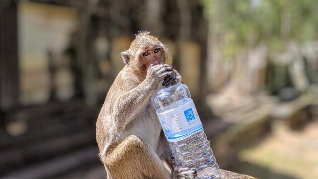 Waarom Homo sapiens letterlijk een waterbespaar-aap is