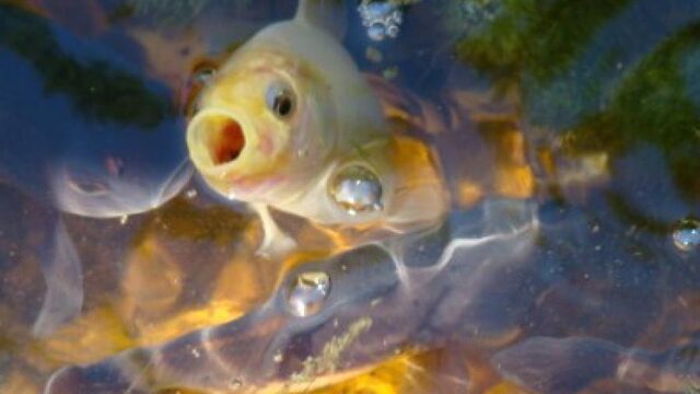 Onschuldige goudvis verstoort natuurlijk evenwicht