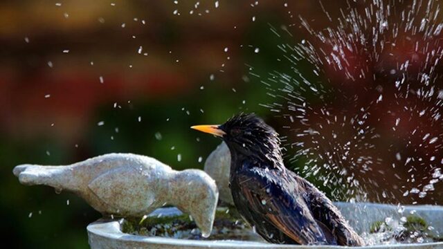 Red de dorstige dieren!