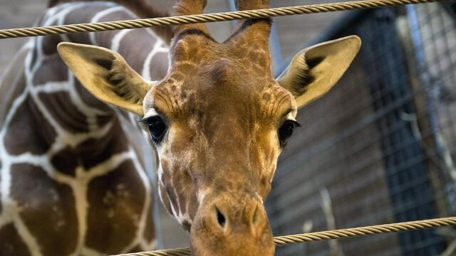 'De dierentuin is niet meer van deze tijd'