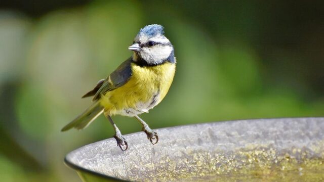 Vogels zingen steeds hoger door herrie in de stad