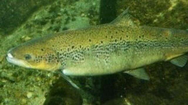 De zalm zwemt terug naar Nederland