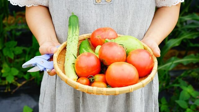Zo maak je jouw moestuin hittebestendig