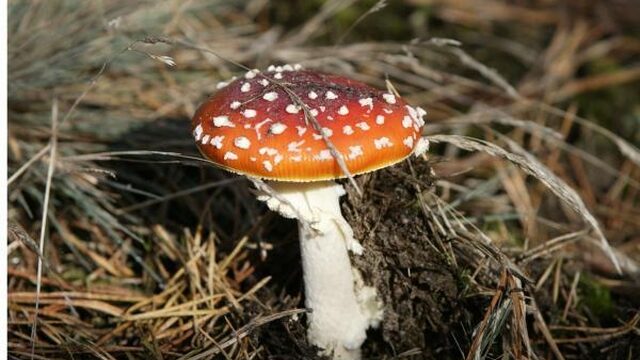 Wildgroei paddestoelen gevaar voor kinderen en honden