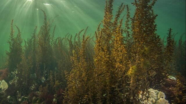 Waarom zeewieren bijzonder nuttig en belangrijk zijn