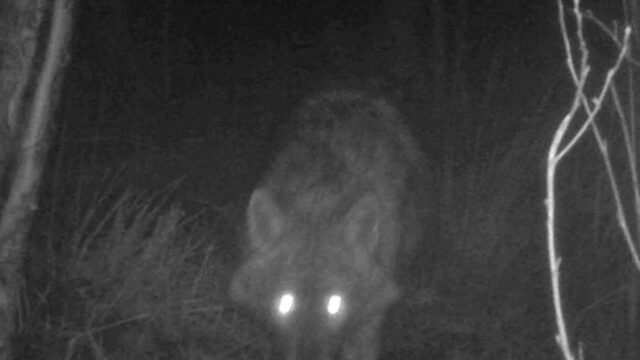 Zeldzame goudjakhals gezien in bos in Drenthe