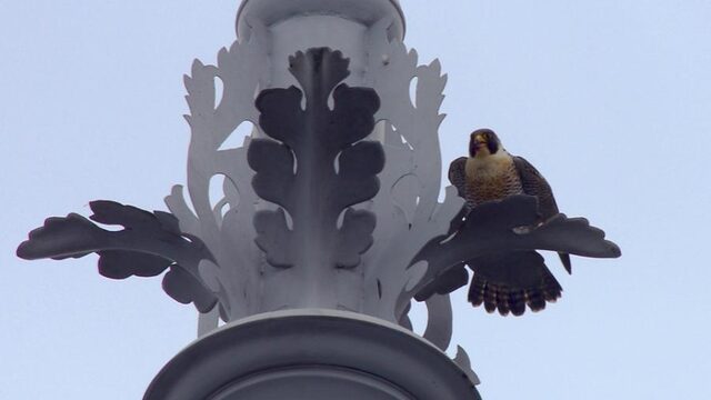 Slechtvalk vindt betaalbare kamer in Amsterdam op toplocatie: het Rijksmuseum