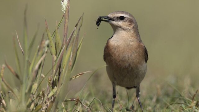 WNF: helft minder wilde dieren op heide en boerenland door stikstof