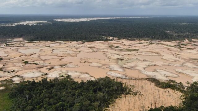 Onderzoek: miljoen soorten met uitsterven bedreigd